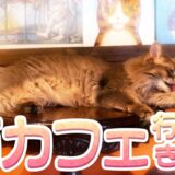 【猫カフェ猫音】大阪日本橋にある隠れ家的な猫カフェに行ってきたぞ！【レビュー】
